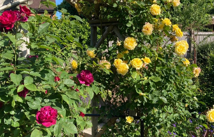 Rose Arch At Cunningham House, Woking GU24 0JN