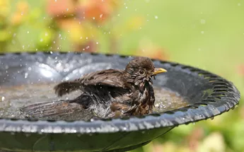 Surviving the Heatwave: How to help wildlife in hot weather Image
