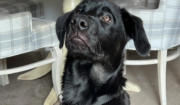 Puppy love for Winnersh residents