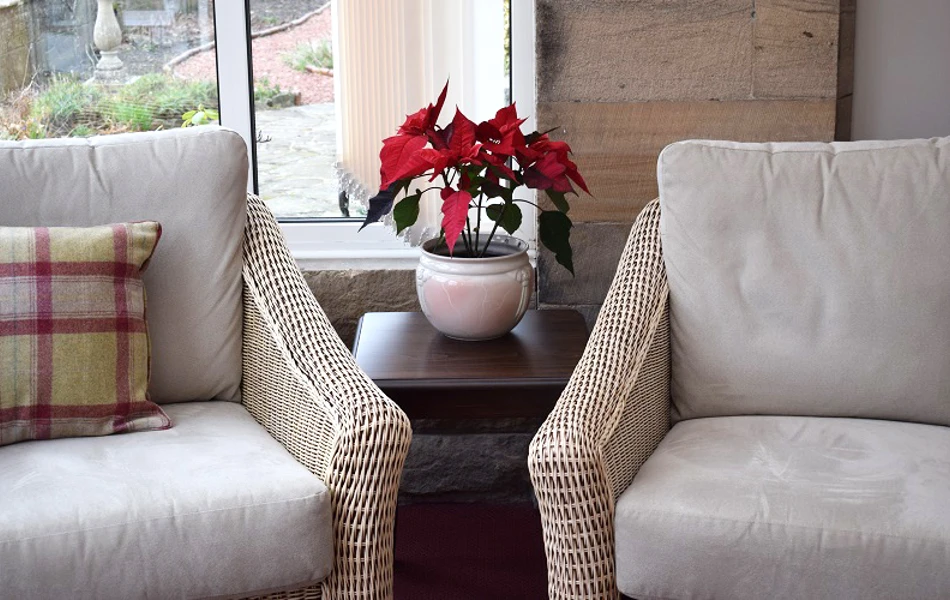 Close up of two armchairs and a red plant